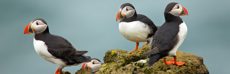 Puffins sat on rock