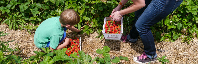Family strawberry picking