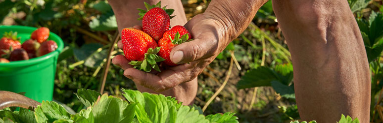 Man picking strawberries