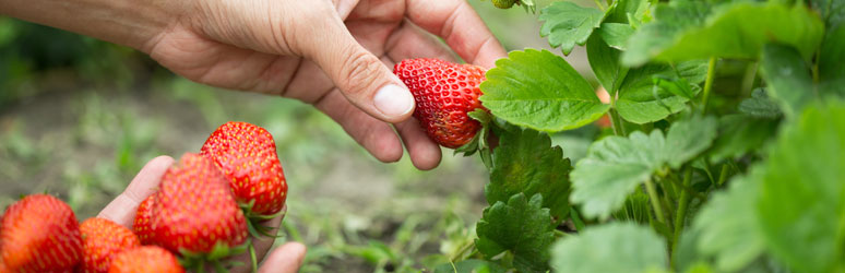 South East Strawberry Picking