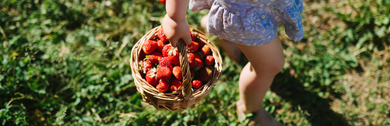 Warwickshire Strawberry Picking