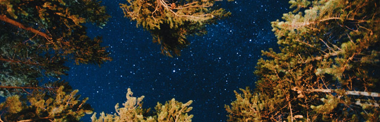 Tree lined night sky full of stars