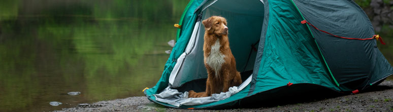 Dog green tent