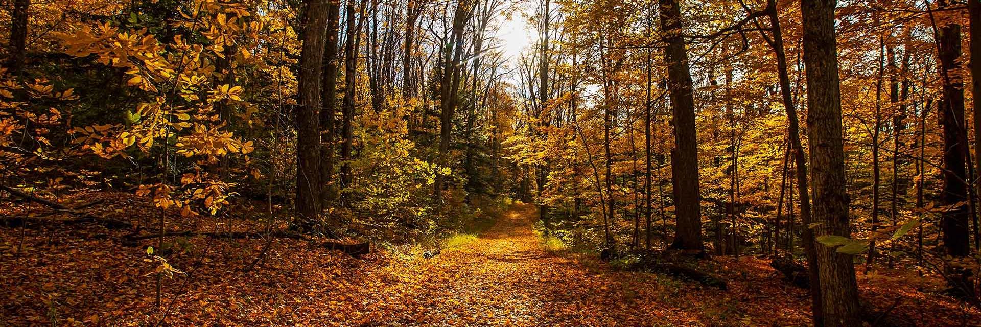 Woodland view framed by trees in autumn, with fallen leaves covering the ground and vibrant seasonal colours throughout.