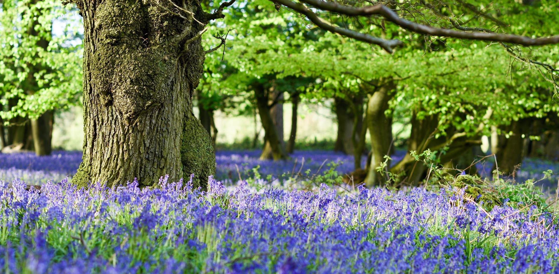 Bluebells in Nottinghamshire woodland