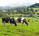 Cows