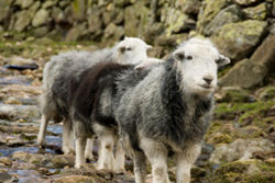 sheep