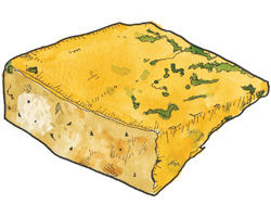 Illustration by Matthew Midgley