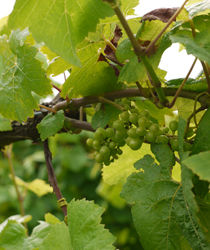 Grapes and vines