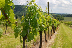 Vineyard