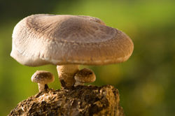 wild mushroom