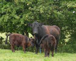 Welsh Black & twins