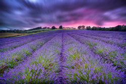 Lavender-Sunset