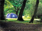Ashurst Forest Holiday site, New Forest