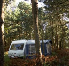 New Forest Certificated Site