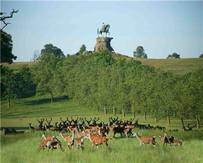 Windsor Great Park
