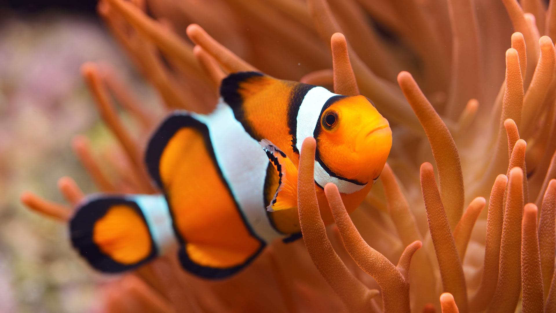 Clownfish