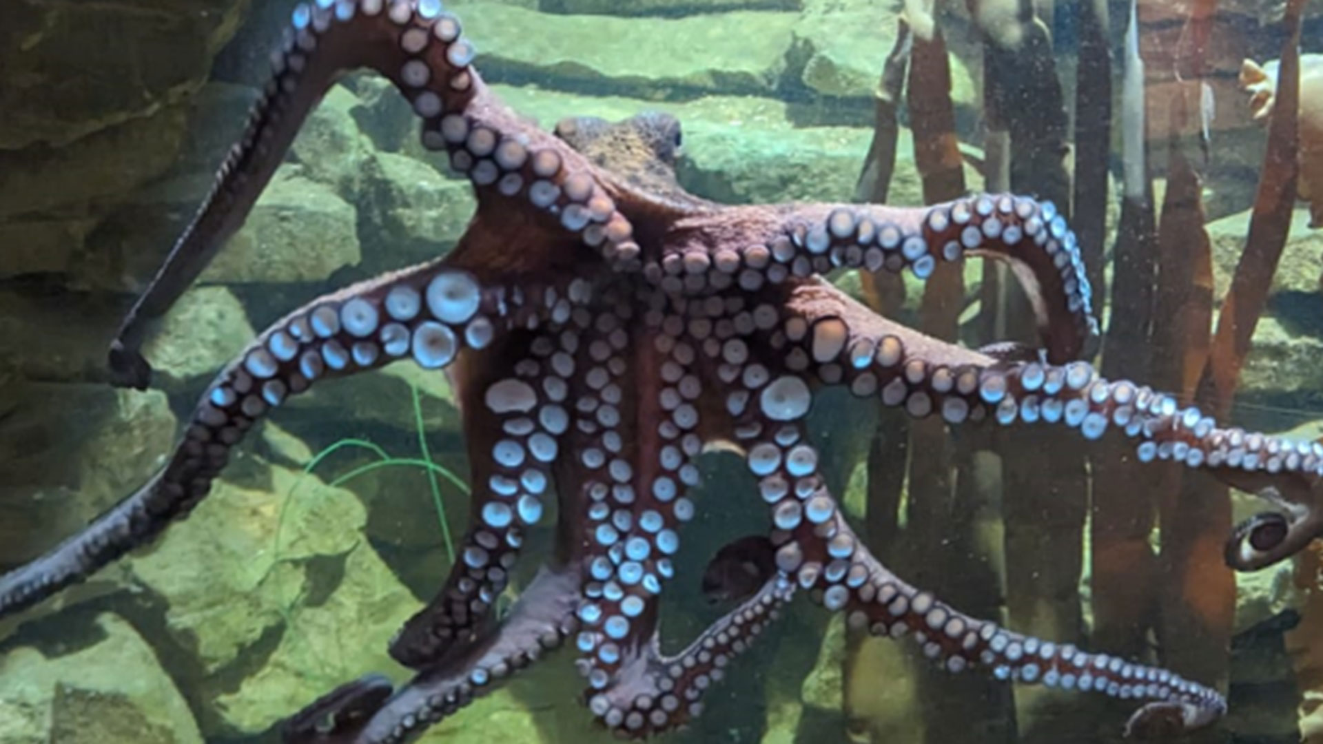 9 Fin tastic Aquariums You Can Visit In The UK 9 Fin tastic Aquariums You Can Visit In The UK