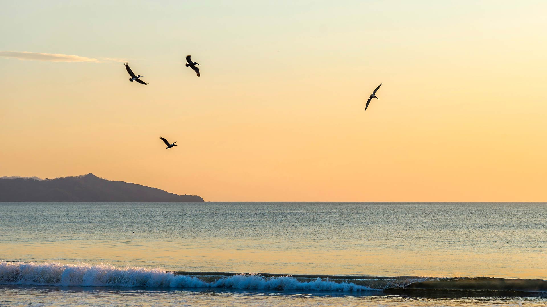 Birds on the beach