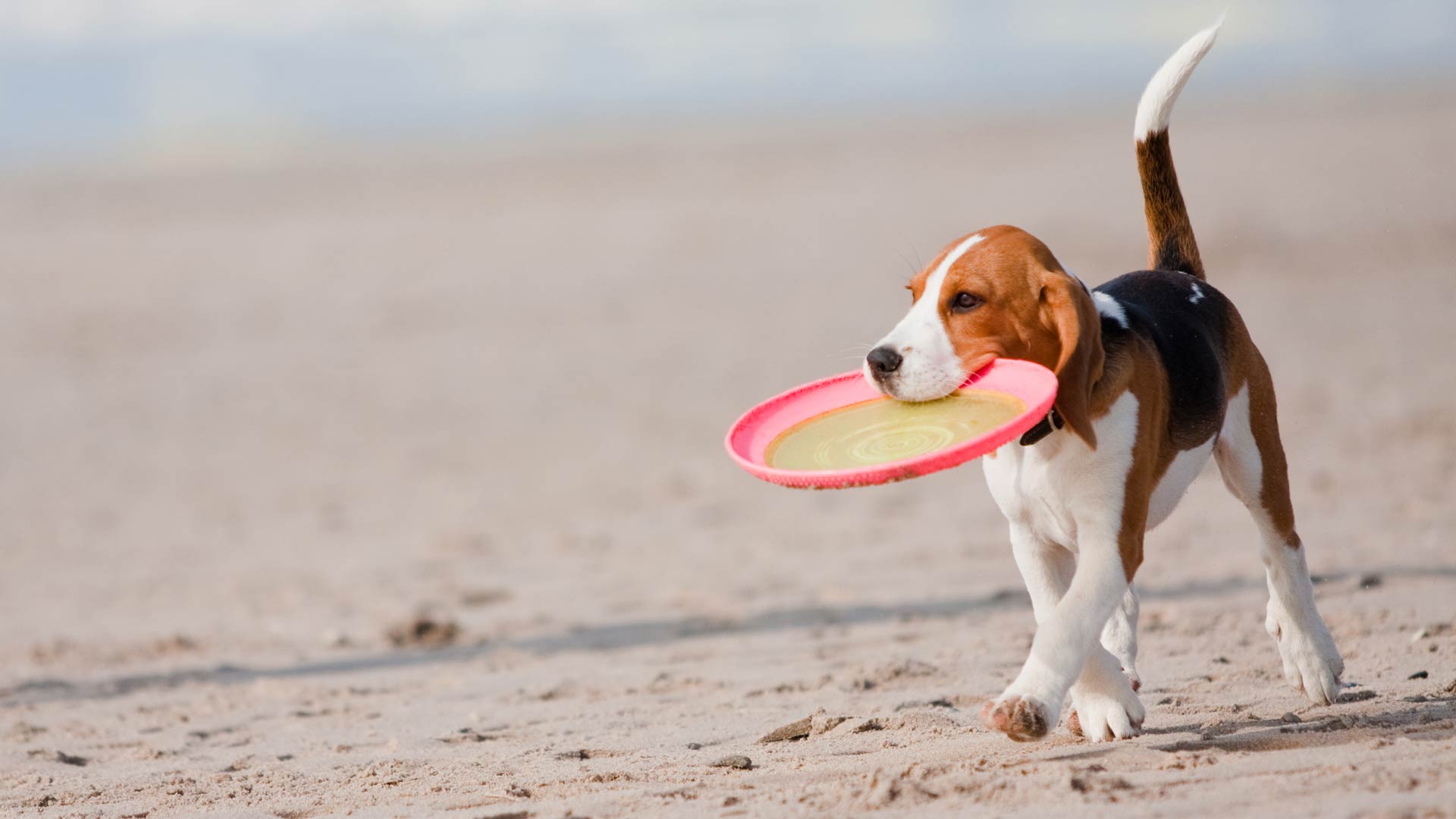 Dog catches frisbee