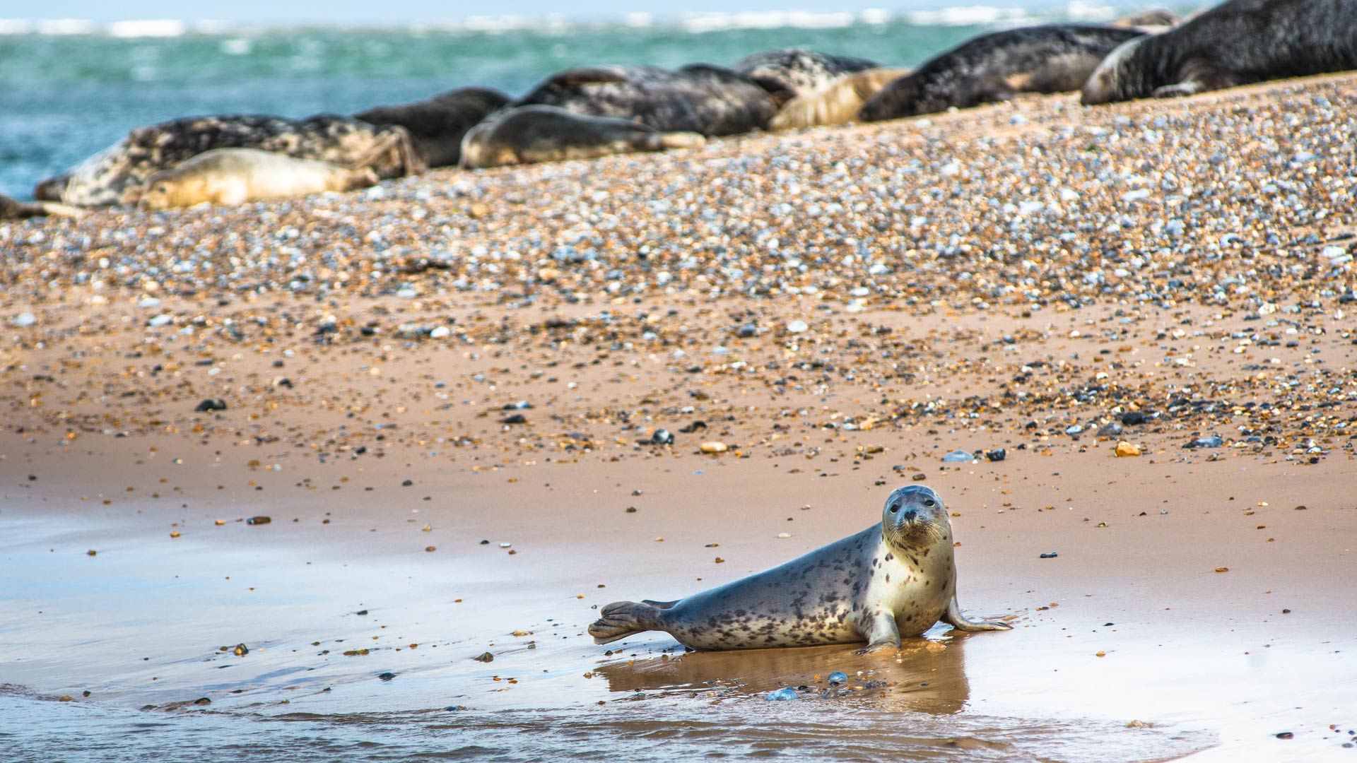 Seal on the beach
