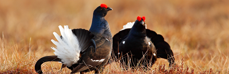 Black Grouse in Scotland