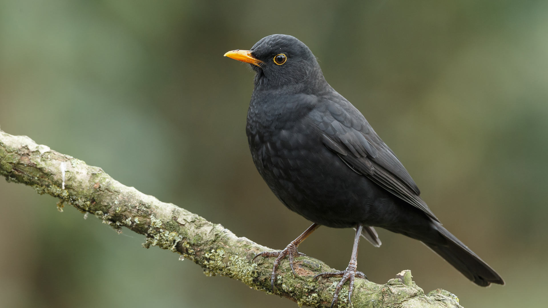 Blackbird