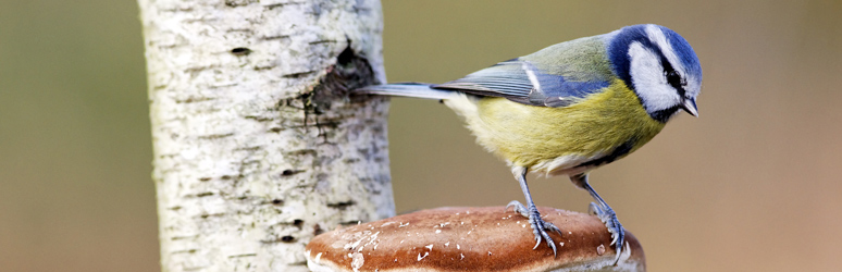 Blue tit sat on a mushroom