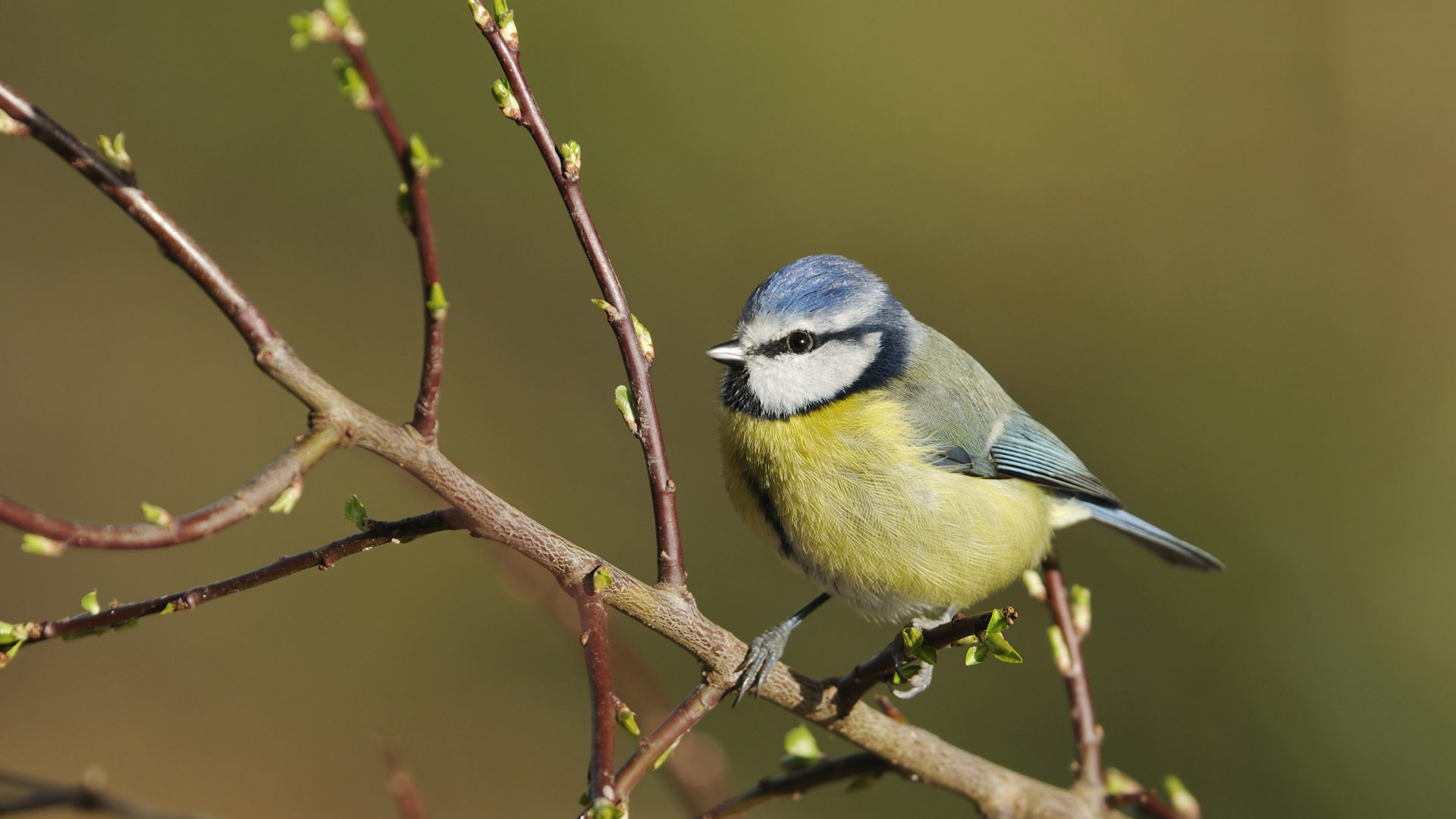 Blue tit sat on a mushroom