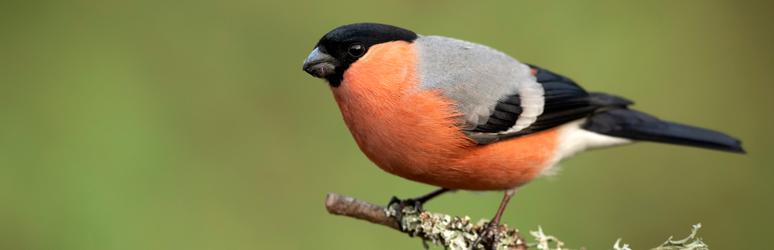 Bullfinch sat on a branch