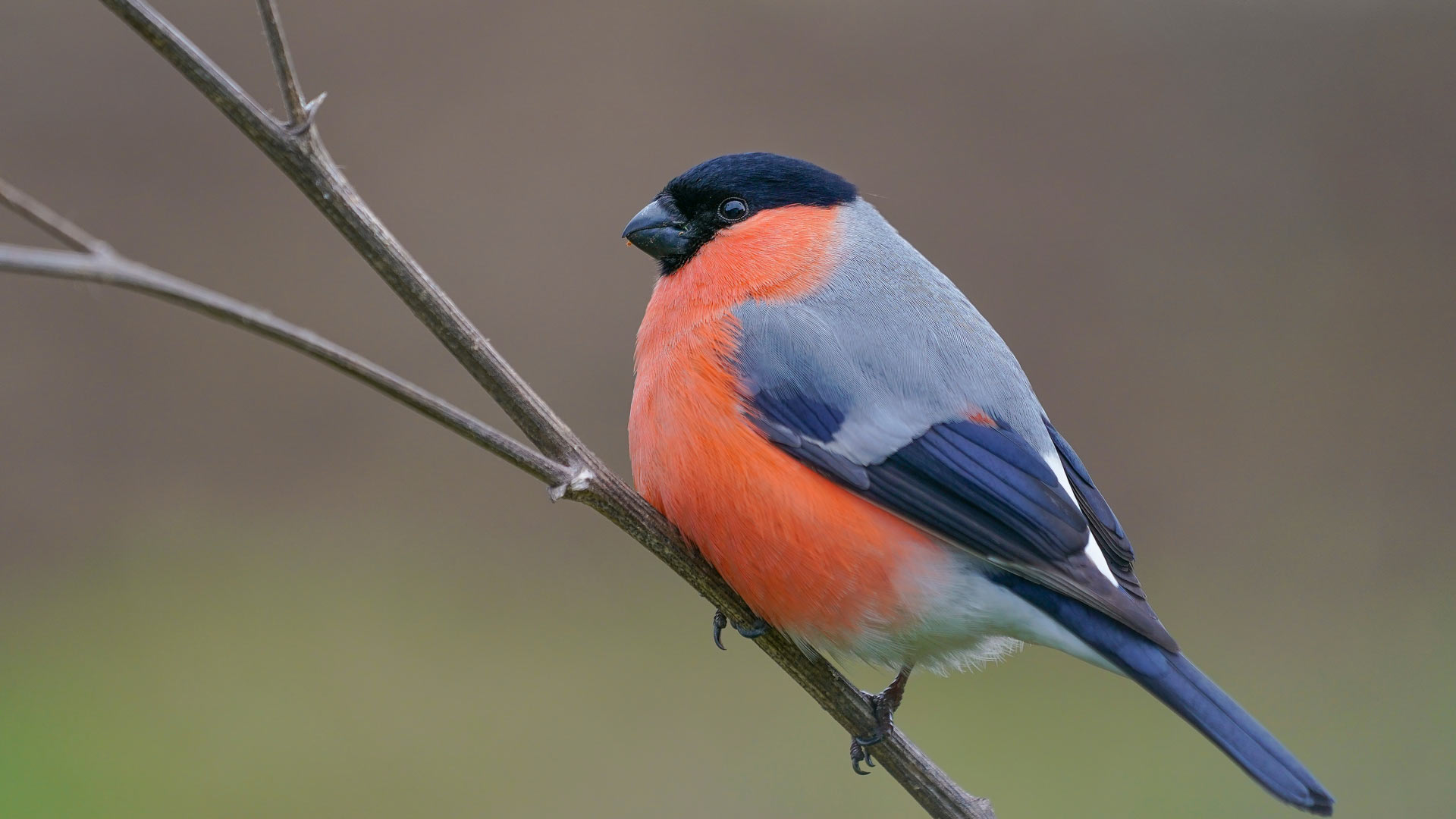 Bullfinch sat on a branch