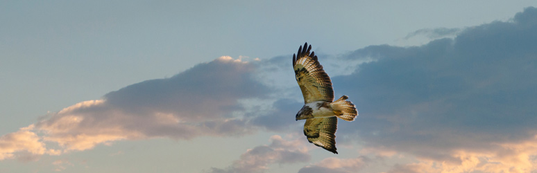 Buzzard flying 