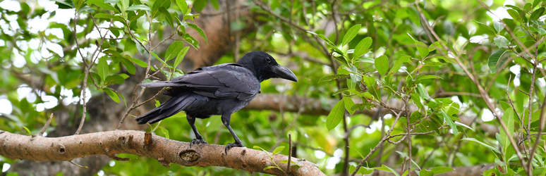 Crow sat in a tree