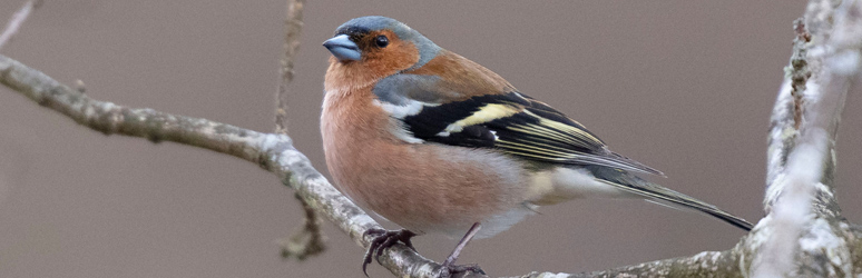 Chaffinch sat in a tree