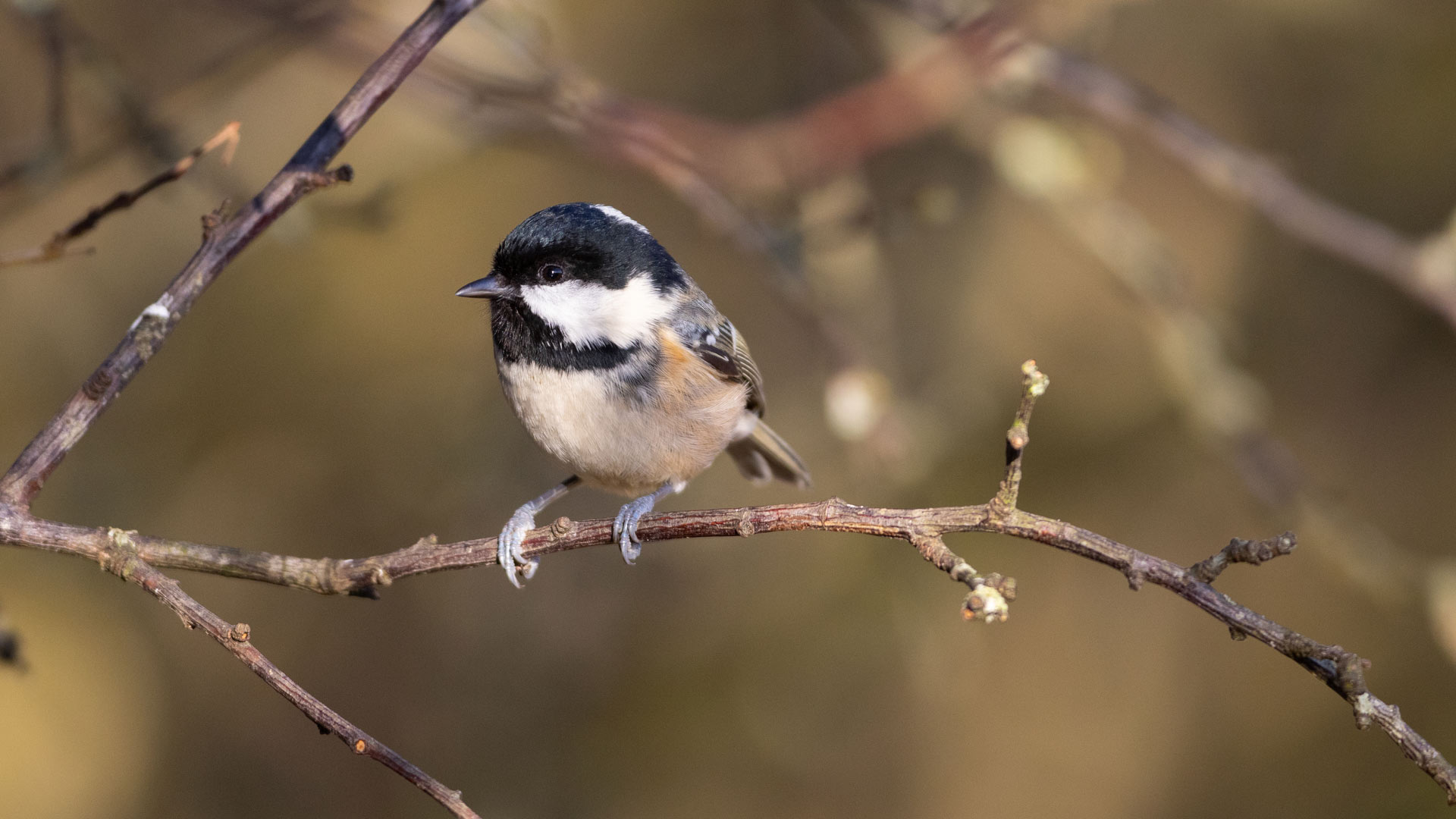Coal tit