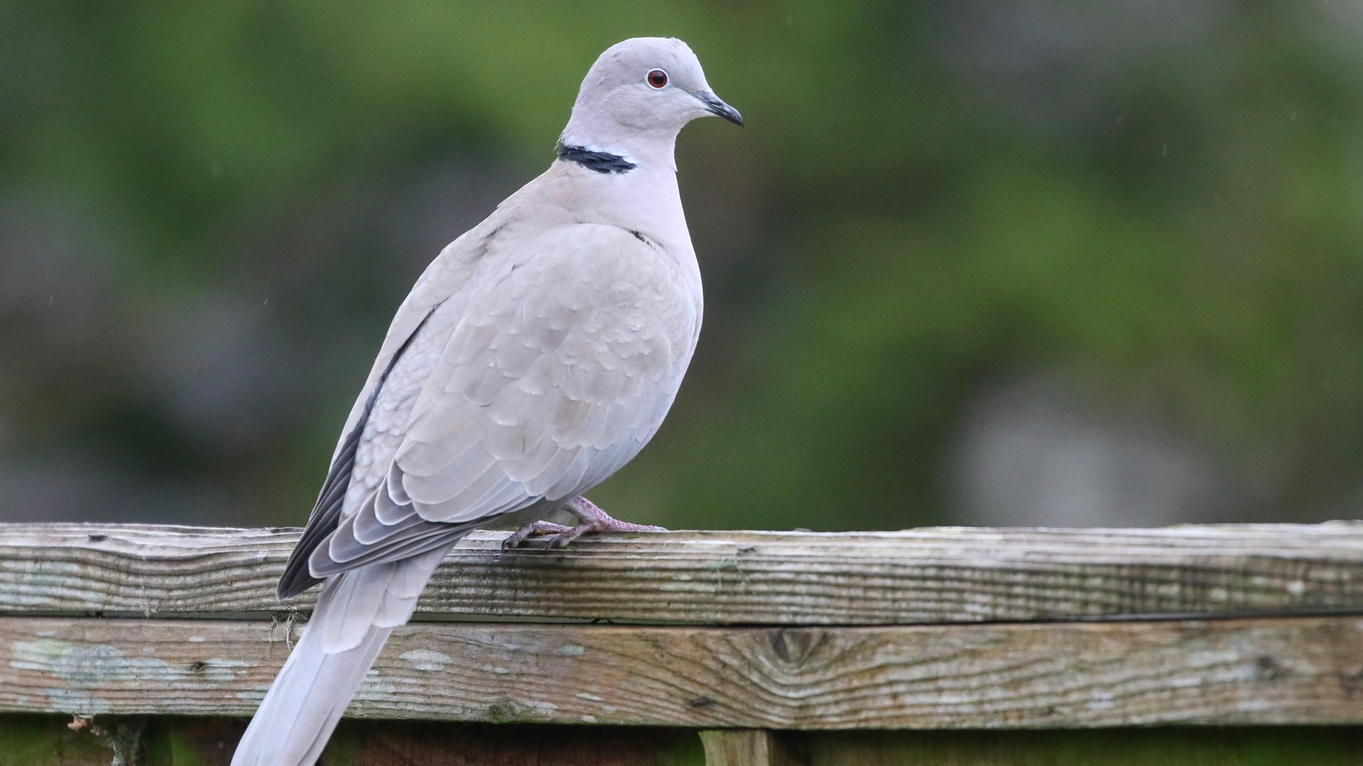Collared doves sat in tree
