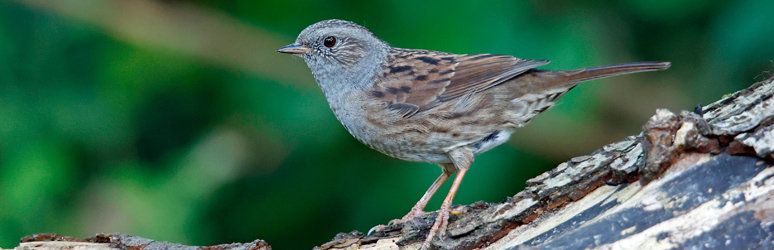 Dunnock sat in tree