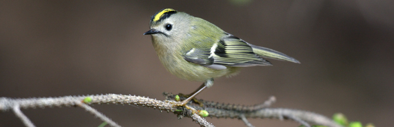 Goldcrest sat in a tree