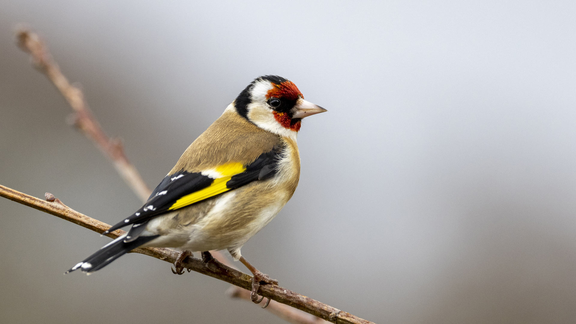 Goldfinches sat in a tree