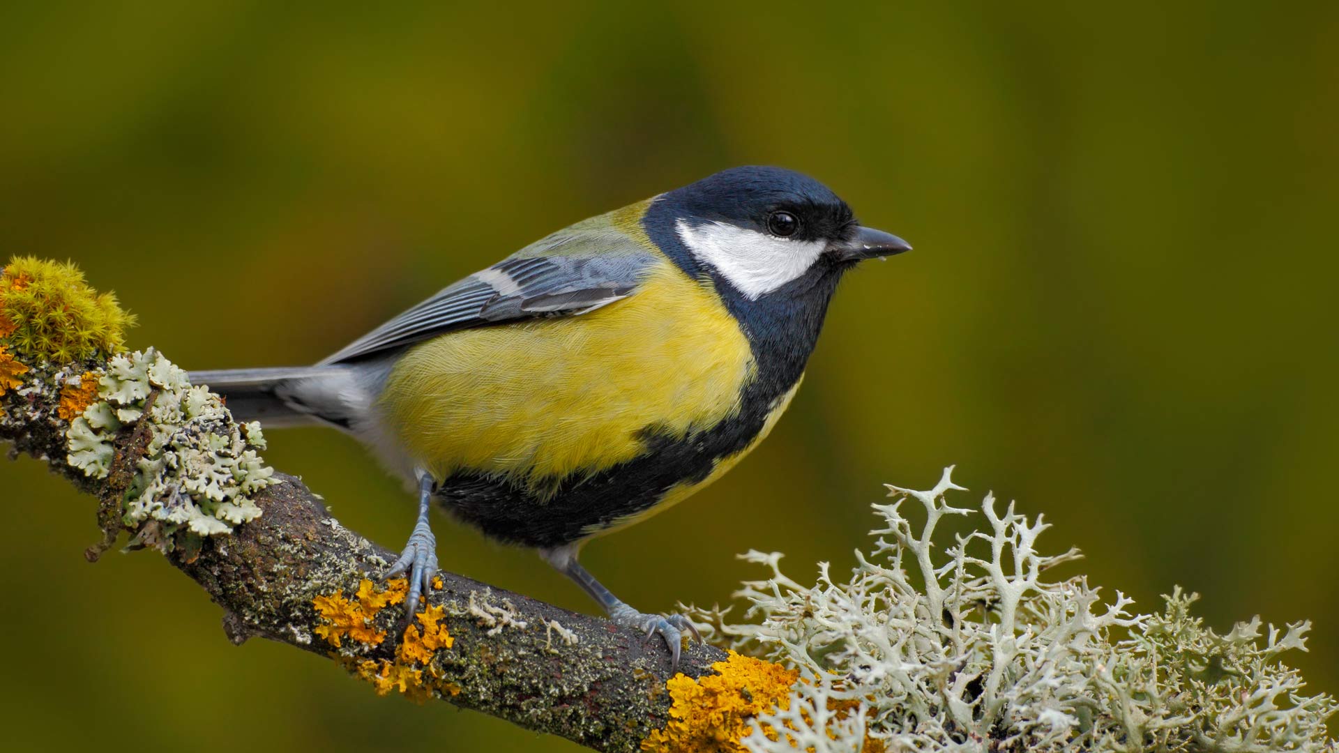 Two great tits sat on a tree branch