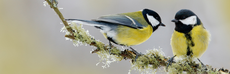 Two great tits sat on a tree branch