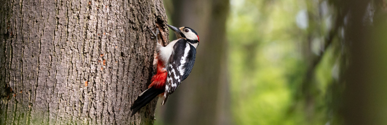 Great spotted woodpecker