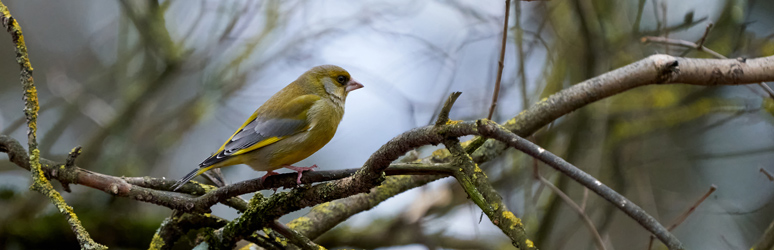 Greenfinch sat in a tree