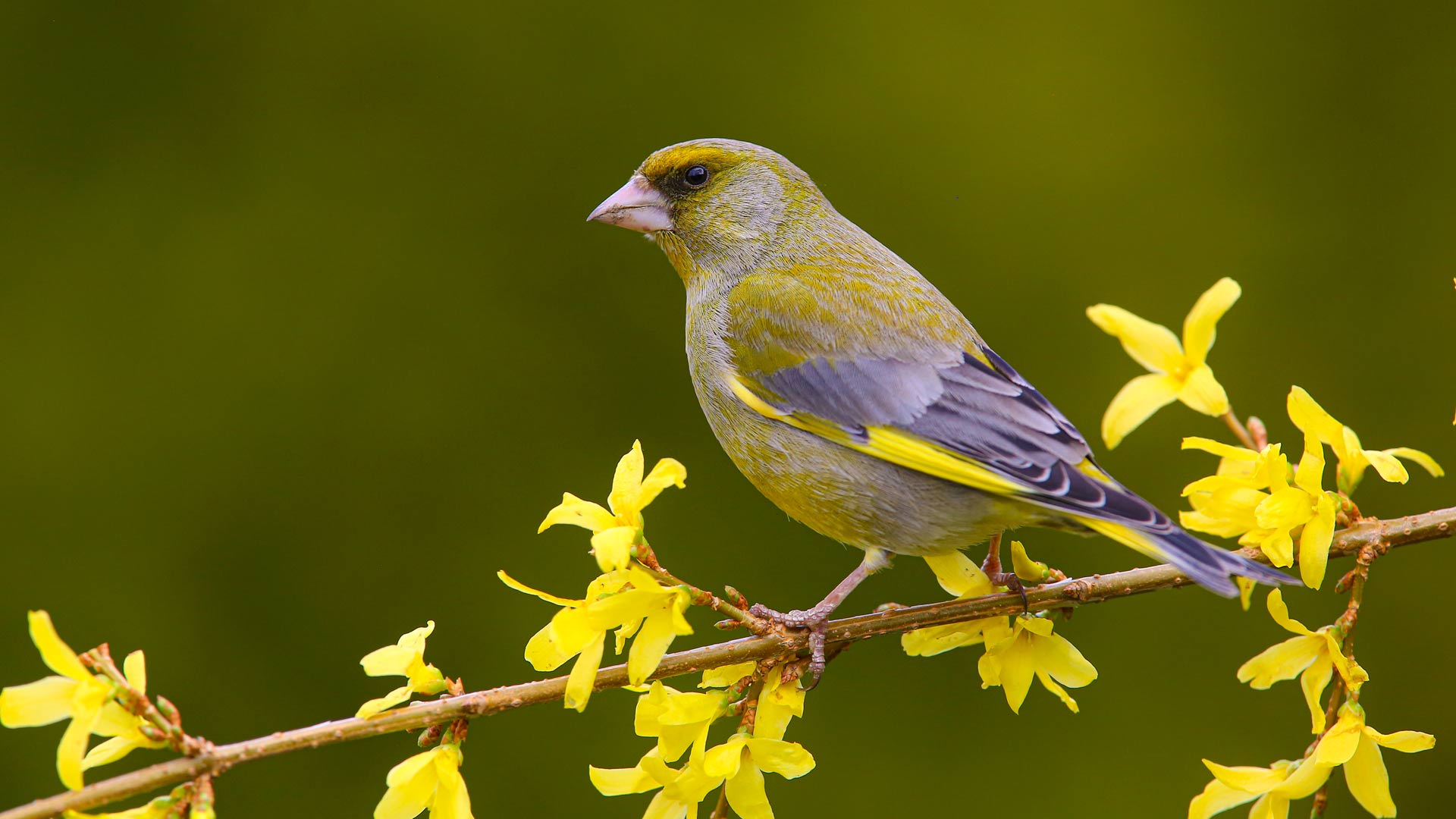 Greenfinch sat in a tree