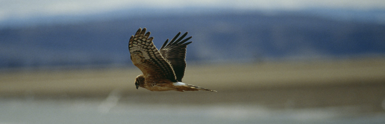 Hen harrier flying