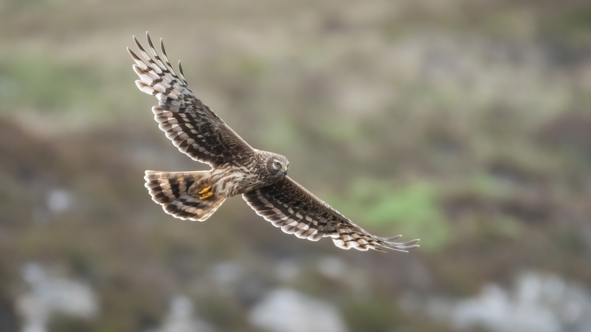 Hen harrier flying