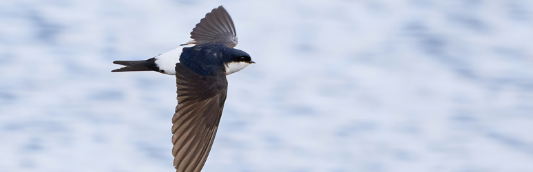 House martin flying