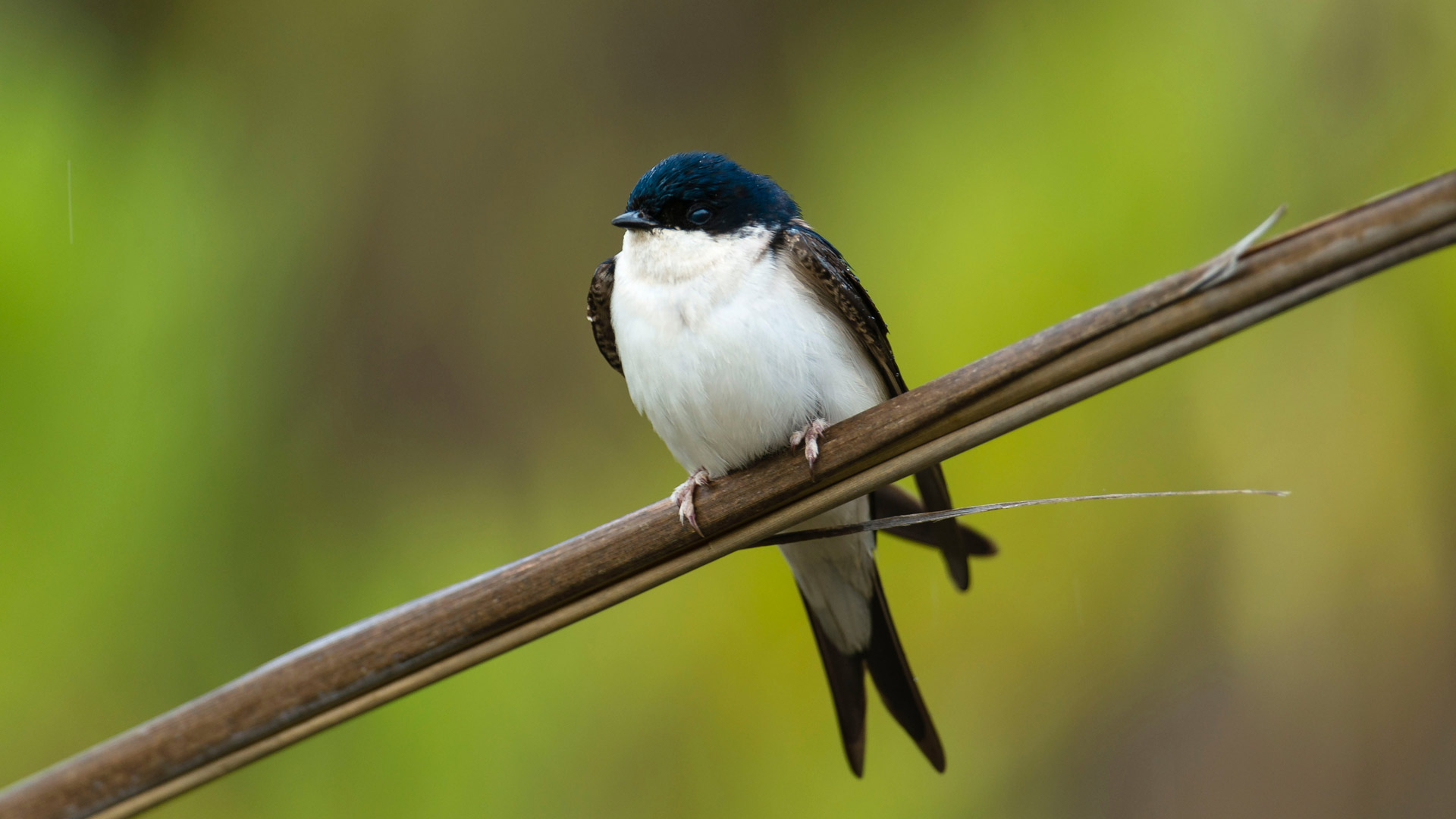 House martin flying