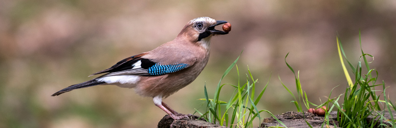 Jay eating a nut