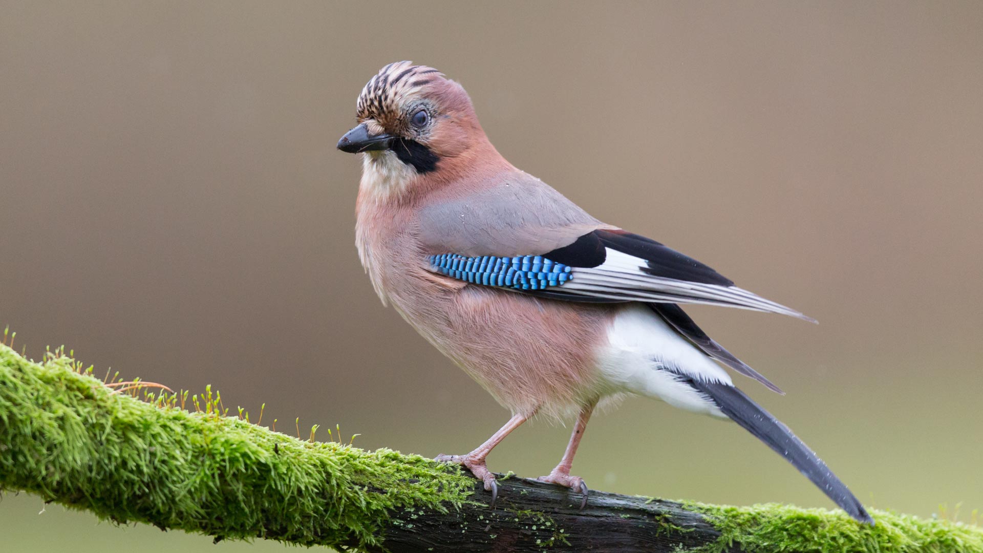 Jay eating a nut